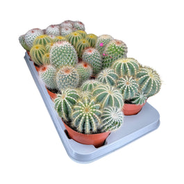 Cacti 12cm Bolcactus Mix - Cacti The Horti House