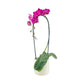 Phalaenopsis 12cm Cascade Mixed Colours in Cambridge Ceramic
