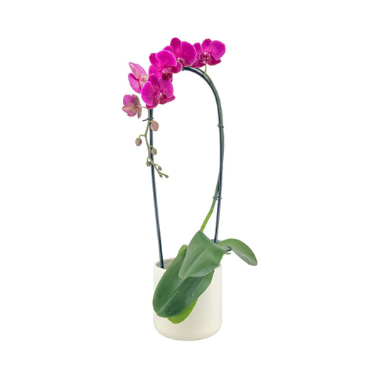 Phalaenopsis 12cm Cascade Mixed Colours in Cambridge Ceramic