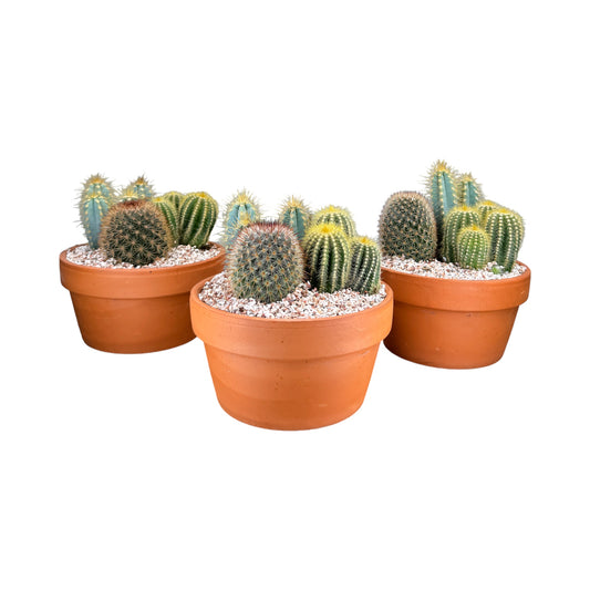 Cacti 17cm Premium Trio Planter in Terracotta