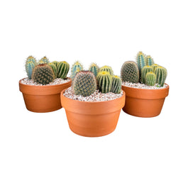 Cacti 17cm Premium Trio Planter in Terracotta