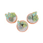 Cacti 17cm Premium Trio Planter in Terracotta