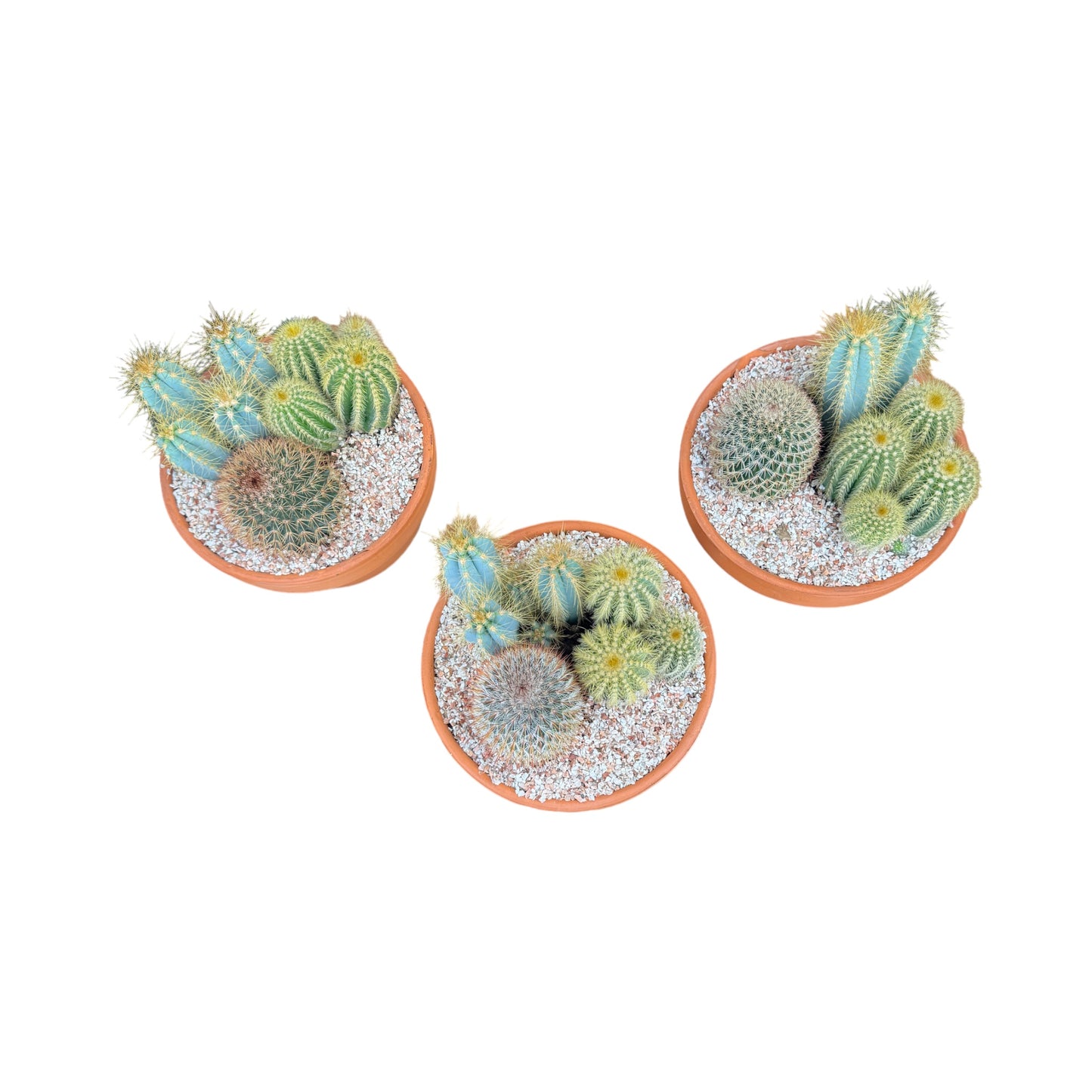 Cacti 17cm Premium Trio Planter in Terracotta