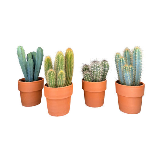 Cacti 12cm Cereus & Bolcactus Mix in Terracotta