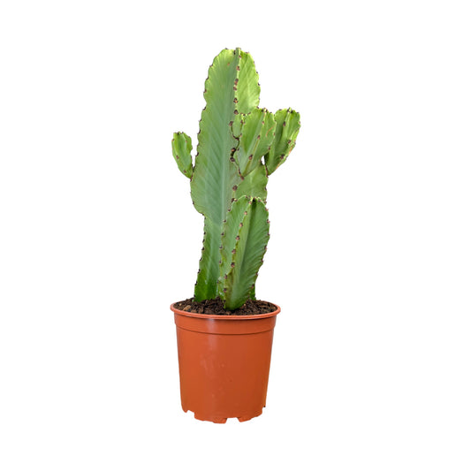Cacti 21cm Euphorbia