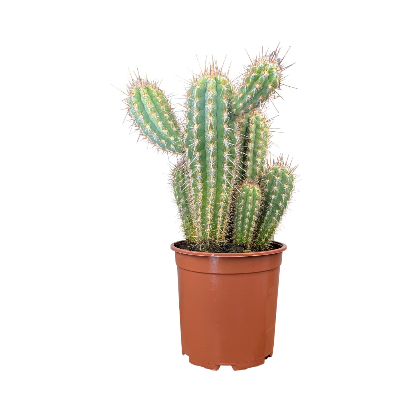 Cacti 21cm Cereus Mix