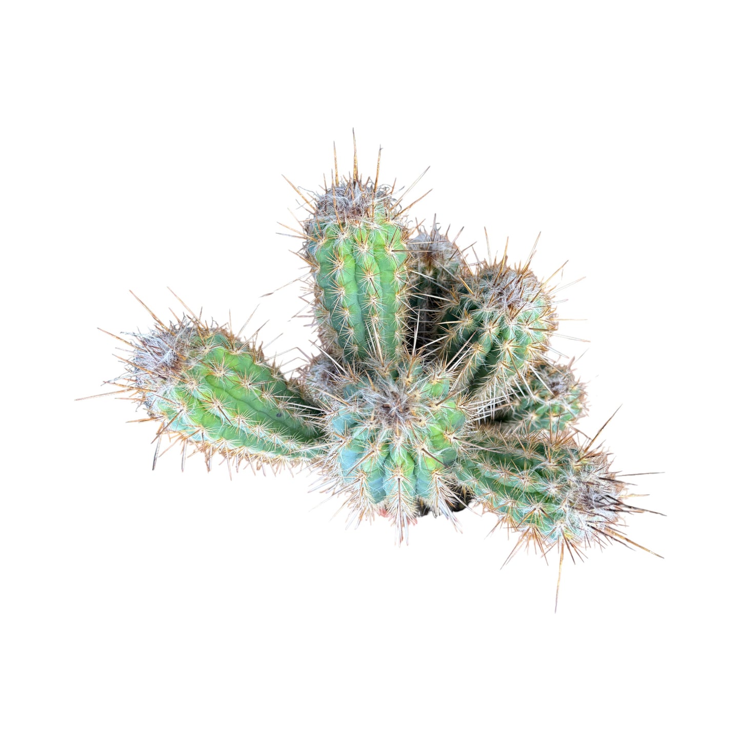 Cacti 21cm Cereus Mix