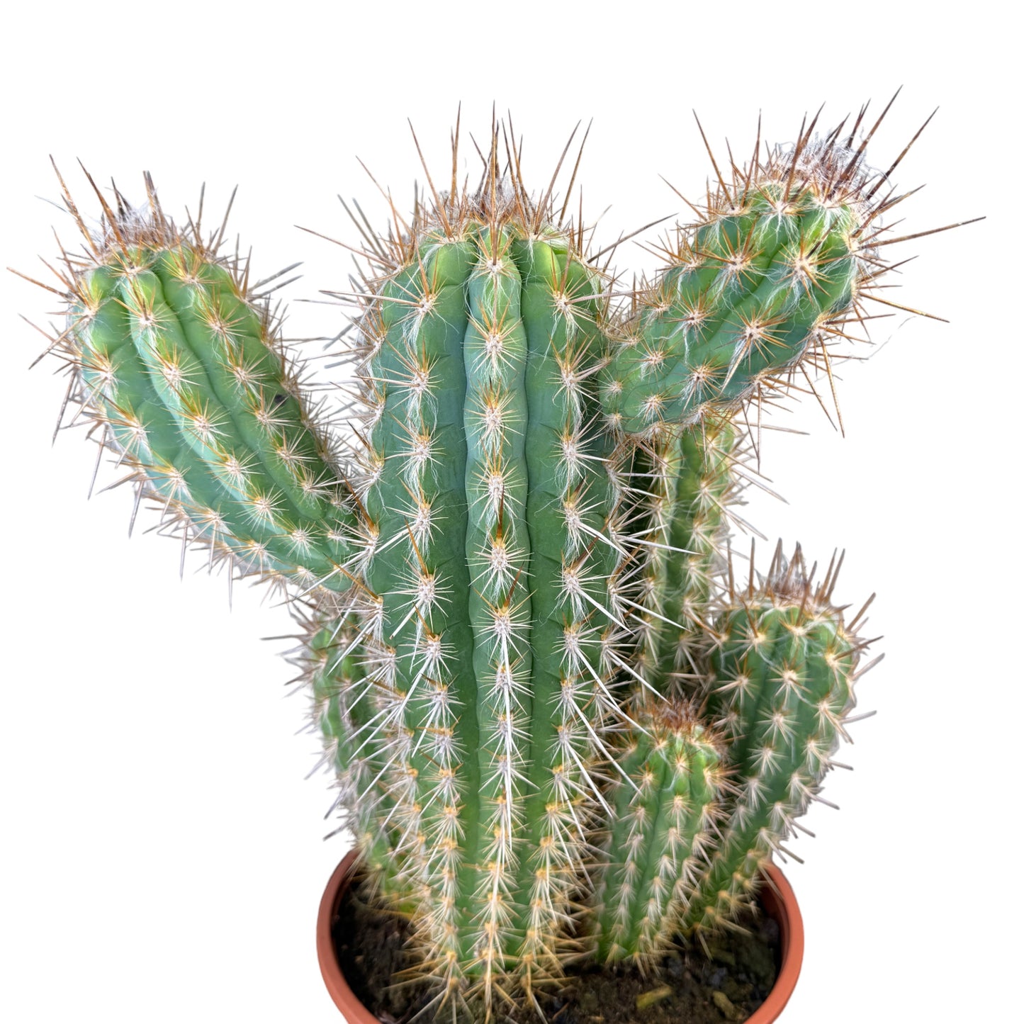 Cacti 21cm Cereus Mix