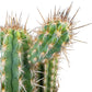 Cacti 21cm Cereus Mix