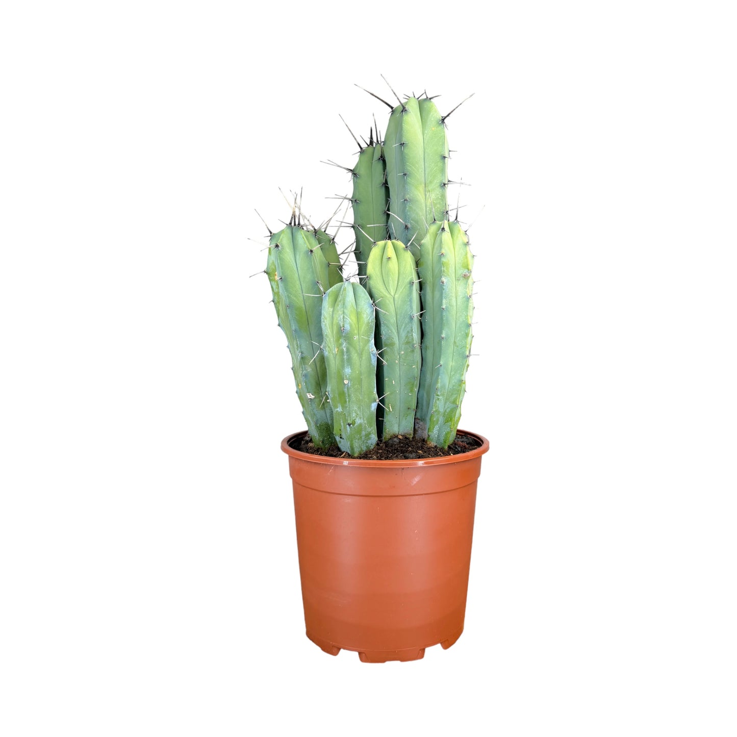 Cacti 21cm Cereus Mix