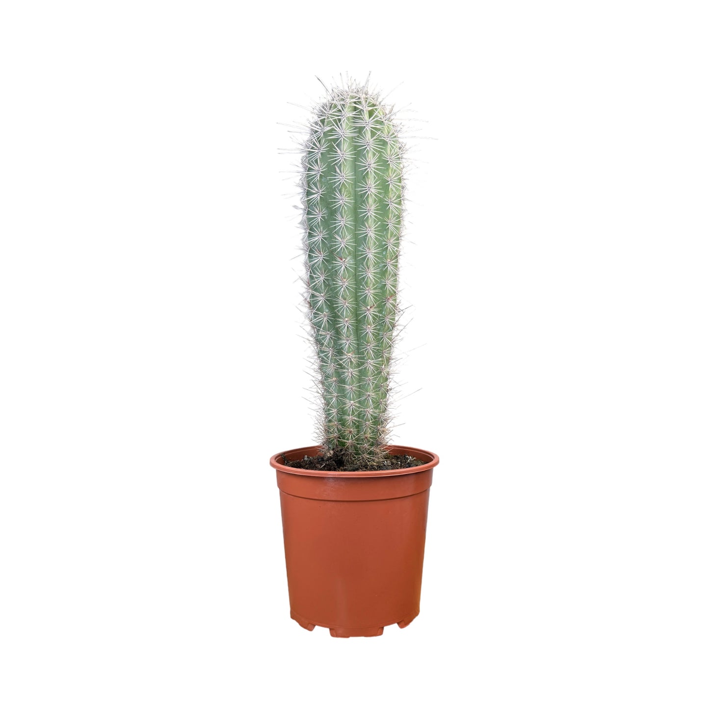 Cacti 21cm Cereus Mix