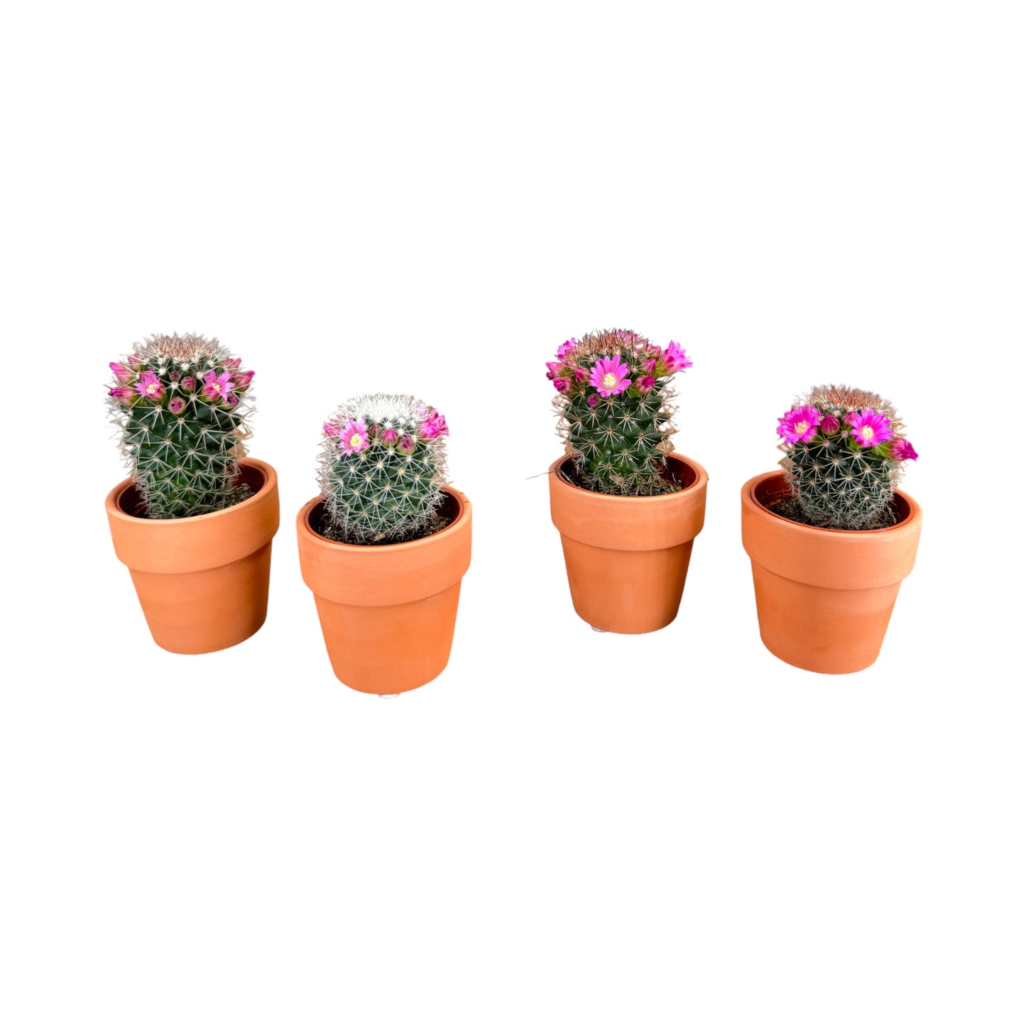 Cacti 5.5cm Mammillaria Flowering in Terracotta