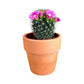 Cacti 5.5cm Mammillaria Flowering - in Terracotta