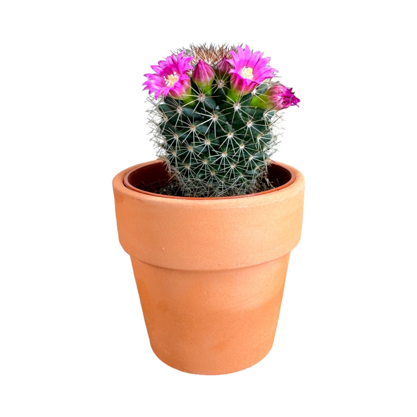 Cacti 5.5cm Mammillaria Flowering in Terracotta
