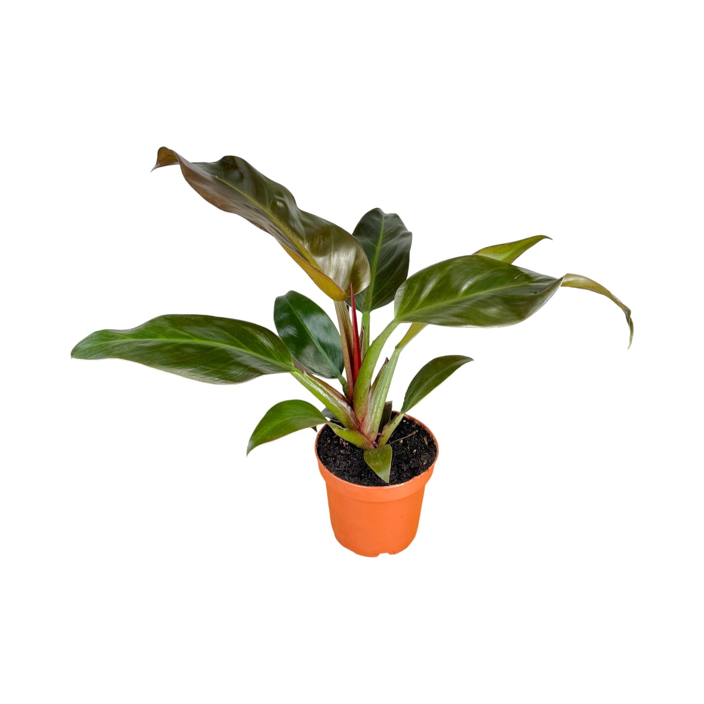 Philodendron 12cm Imperial Red