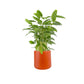 Calathea 17cm Mix in Cambridge Ceramic