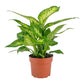 Dieffenbachia 12cm Compacta