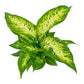 Dieffenbachia 12cm Compacta