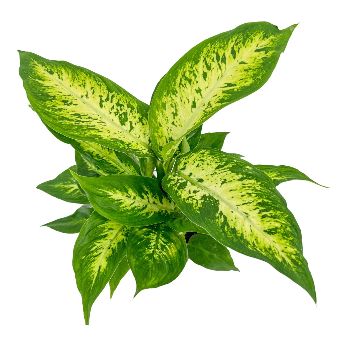 Dieffenbachia 12cm Compacta