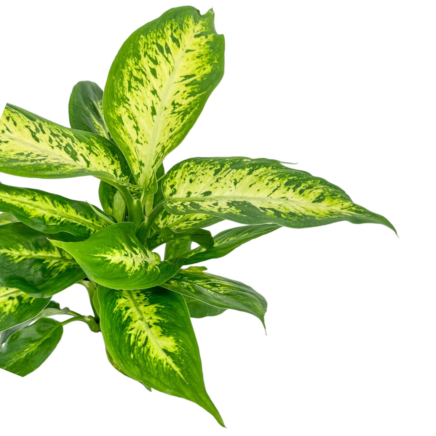 Dieffenbachia 12cm Compacta