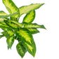 Dieffenbachia 12cm Camilla