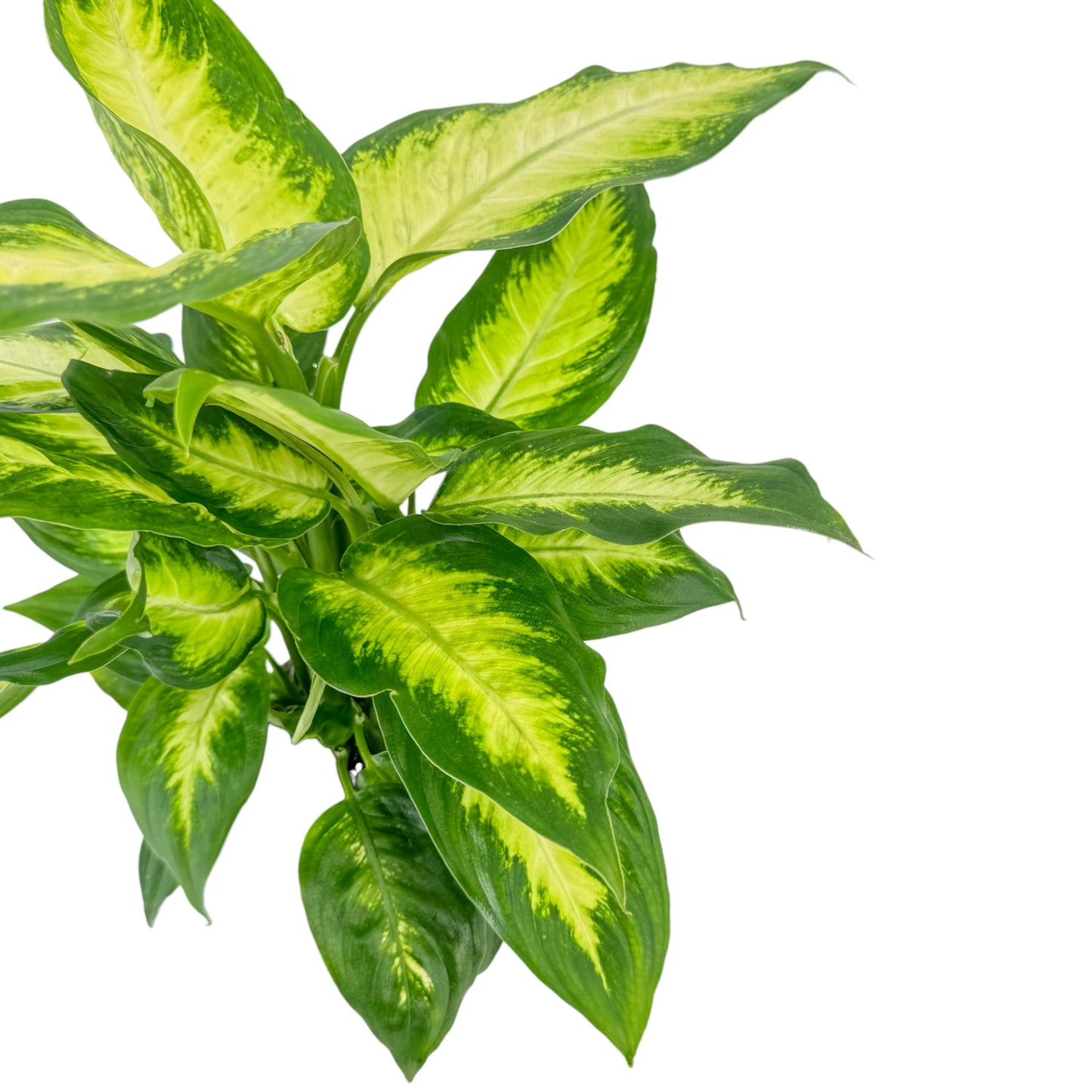 Dieffenbachia 12cm Camilla