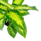 Dieffenbachia 12cm Mix in Cambridge Ceramic