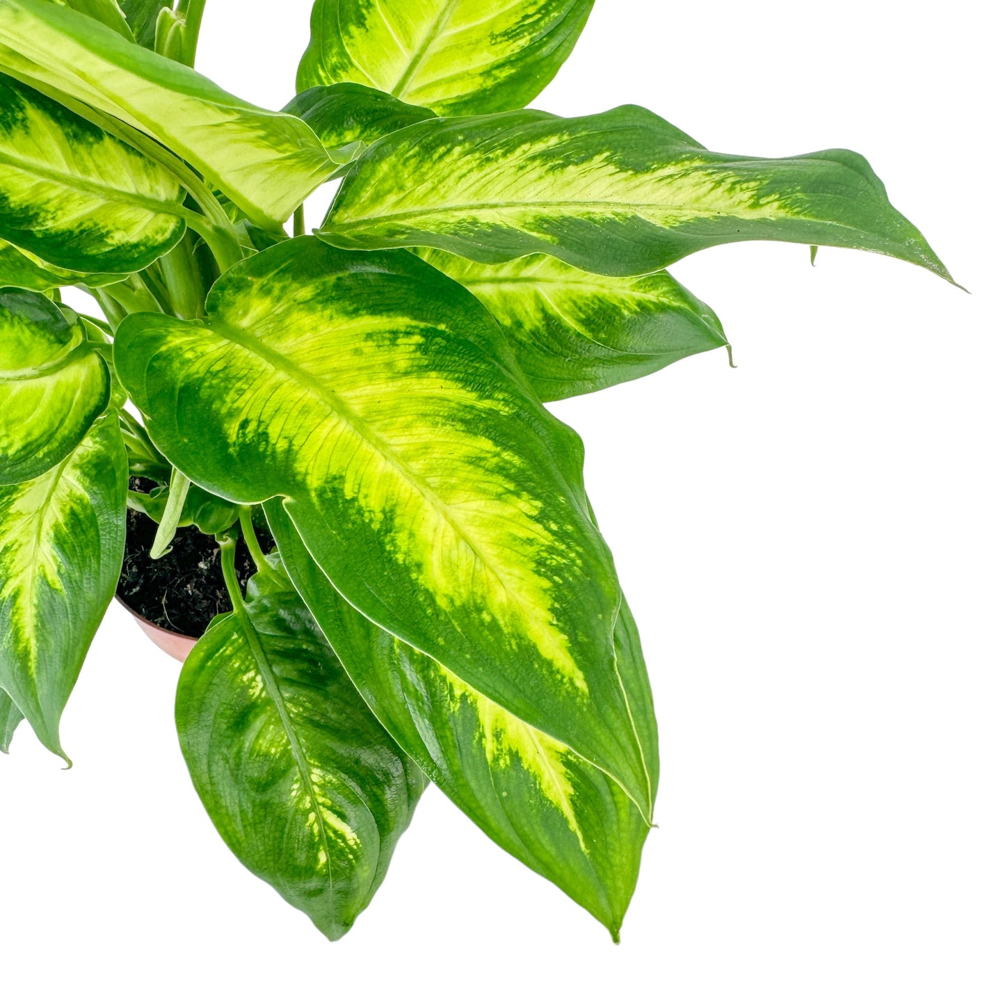Dieffenbachia 12cm Camilla