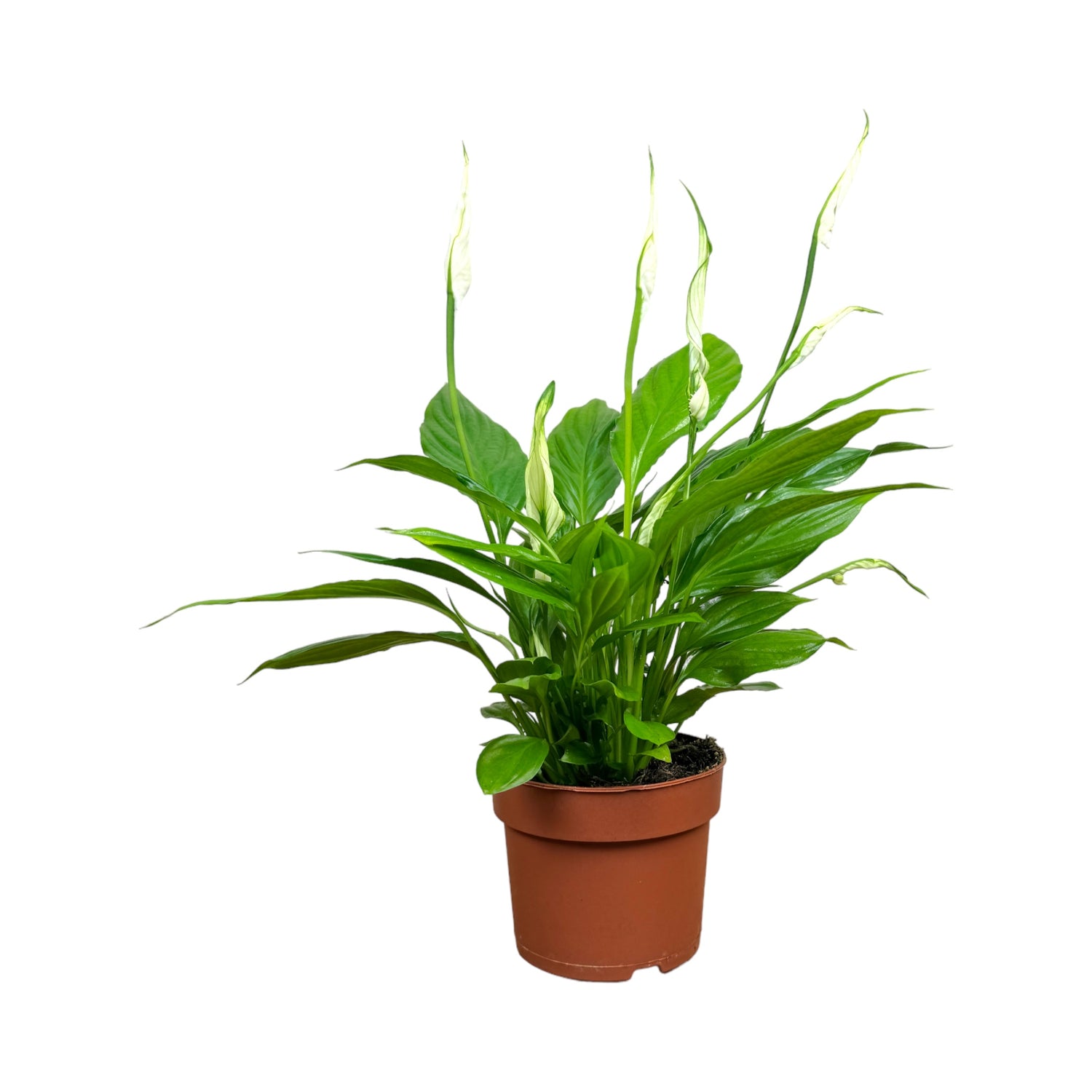 Flowering Plants Only