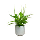 Spathiphyllum 12cm in Oxford Ceramic
