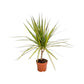 Dracaena 12cm Marginata