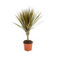 Dracaena 12cm Marginata