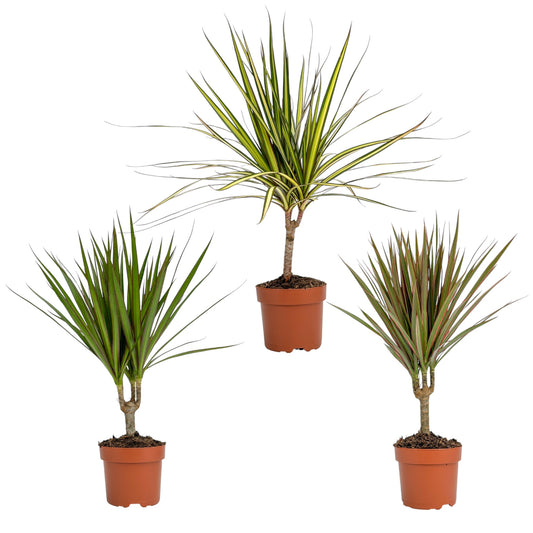 Dracaena 12cm Marginata