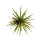 Dracaena 12cm Marginata