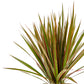 Dracaena 12cm Marginata