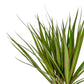 Dracaena 12cm Marginata