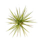 Dracaena 12cm Marginata