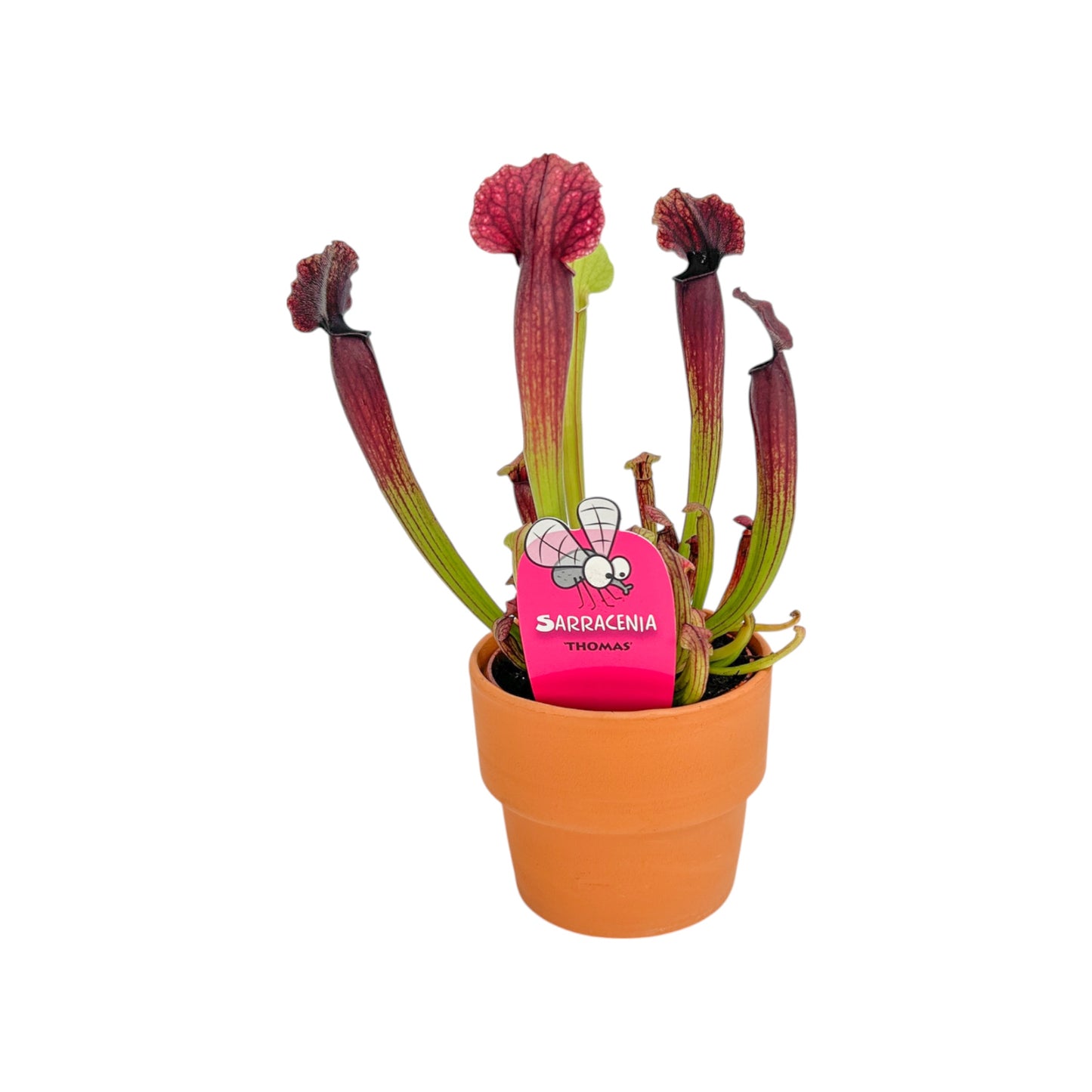 Carnivorous 8.5cm Sarracenia Mix in Terracotta - Carnivorous The Horti House