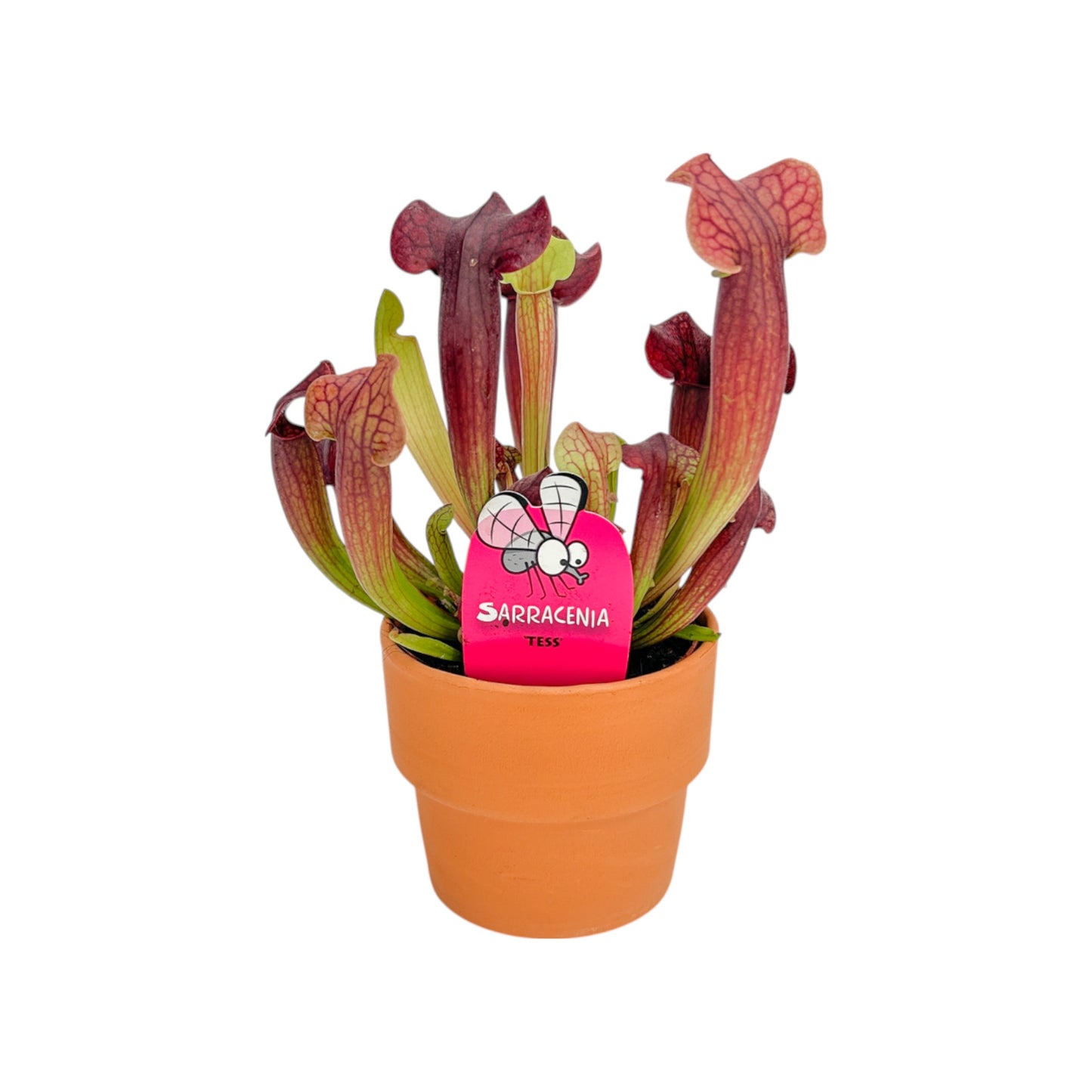Carnivorous 8.5cm Sarracenia Mix in Terracotta - Carnivorous The Horti House