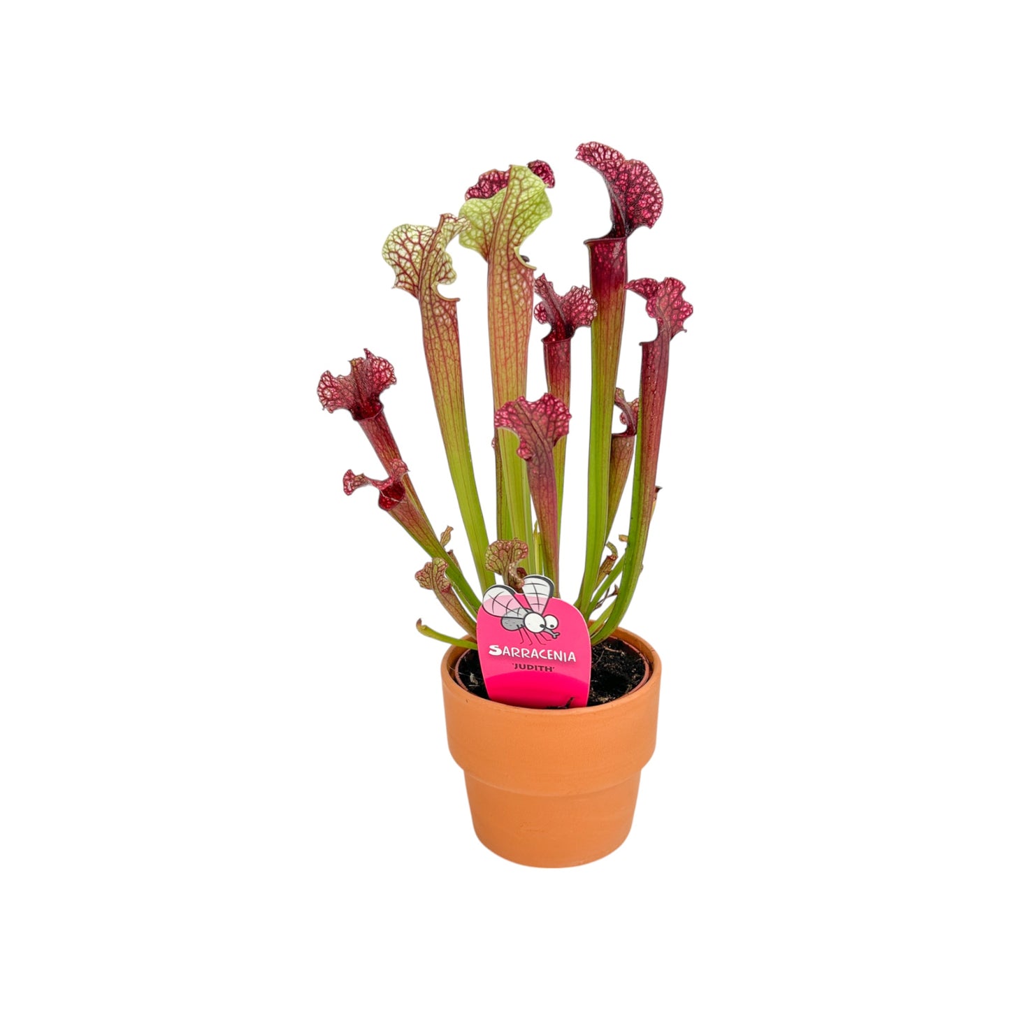 Carnivorous 8.5cm Sarracenia Mix in Terracotta - Carnivorous The Horti House