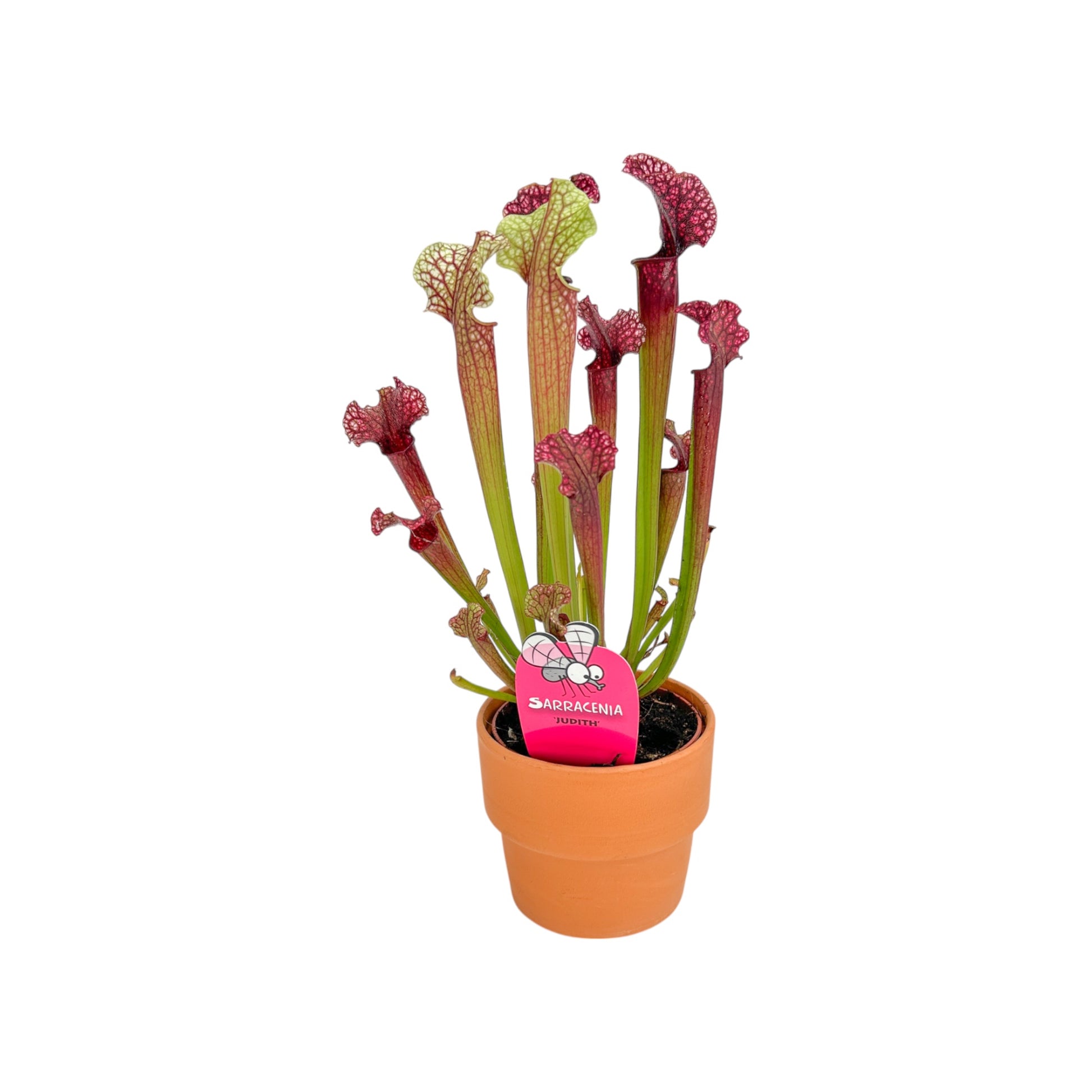 Carnivorous 8.5cm Sarracenia Mix in Terracotta - Carnivorous The Horti House