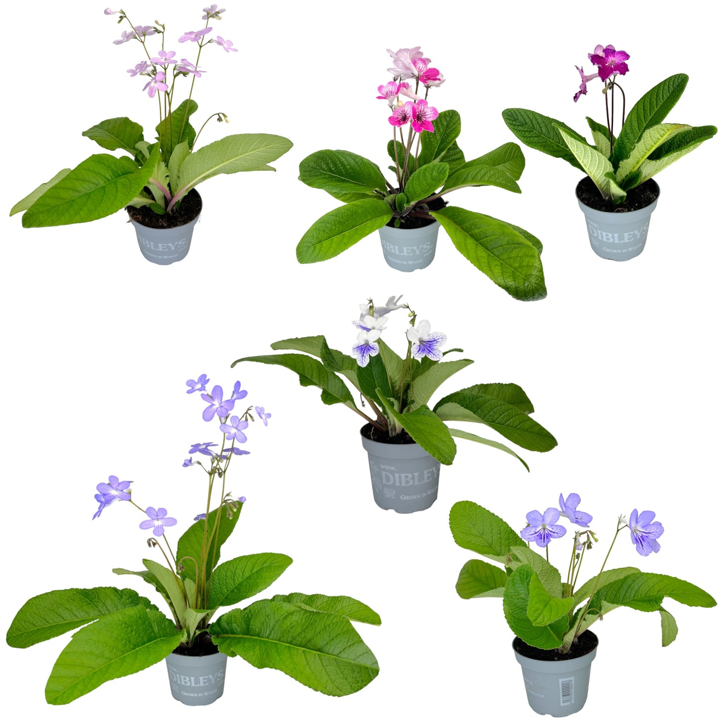 Dibleys Streptocarpus 13cm