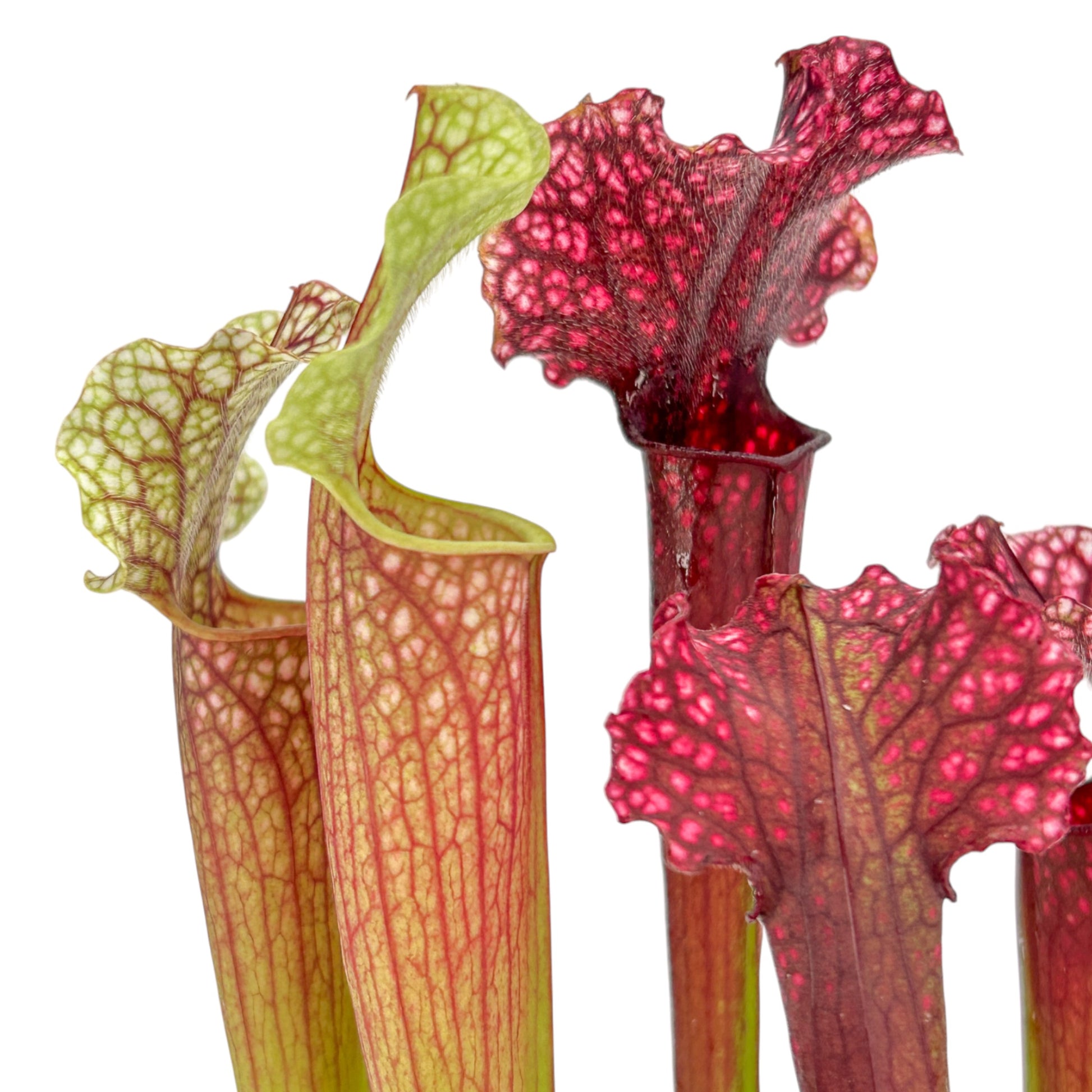 Carnivorous 8.5cm Sarracenia Mix in Terracotta - Carnivorous The Horti House