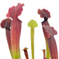 Carnivorous 8.5cm Sarracenia Mix in Terracotta - Carnivorous The Horti House