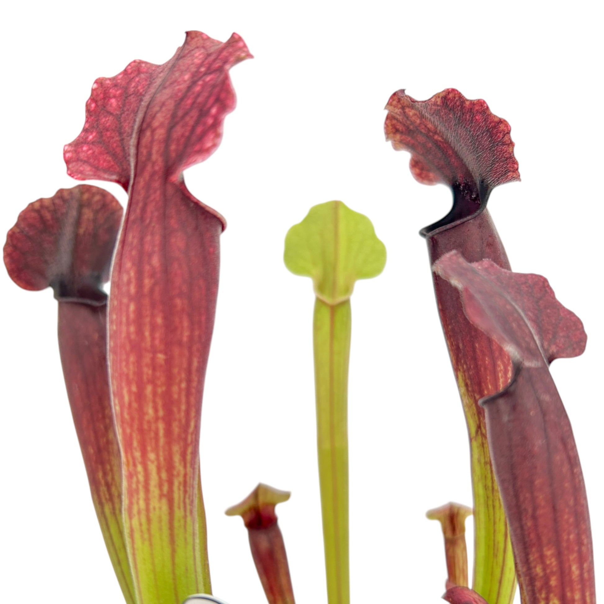 Carnivorous 8.5cm Sarracenia Mix in Terracotta - Carnivorous The Horti House