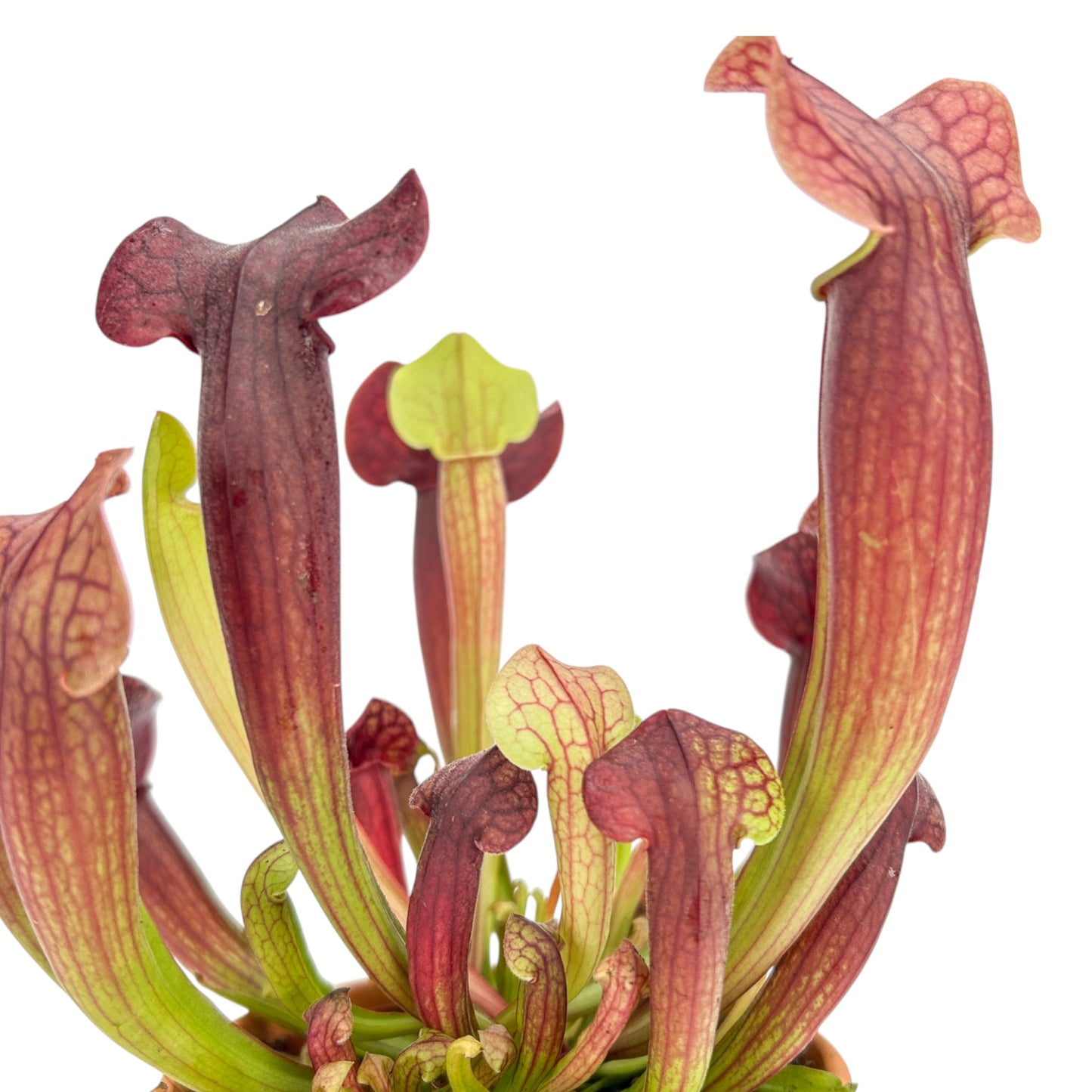 Carnivorous 8.5cm Sarracenia Mix in Terracotta - Carnivorous The Horti House