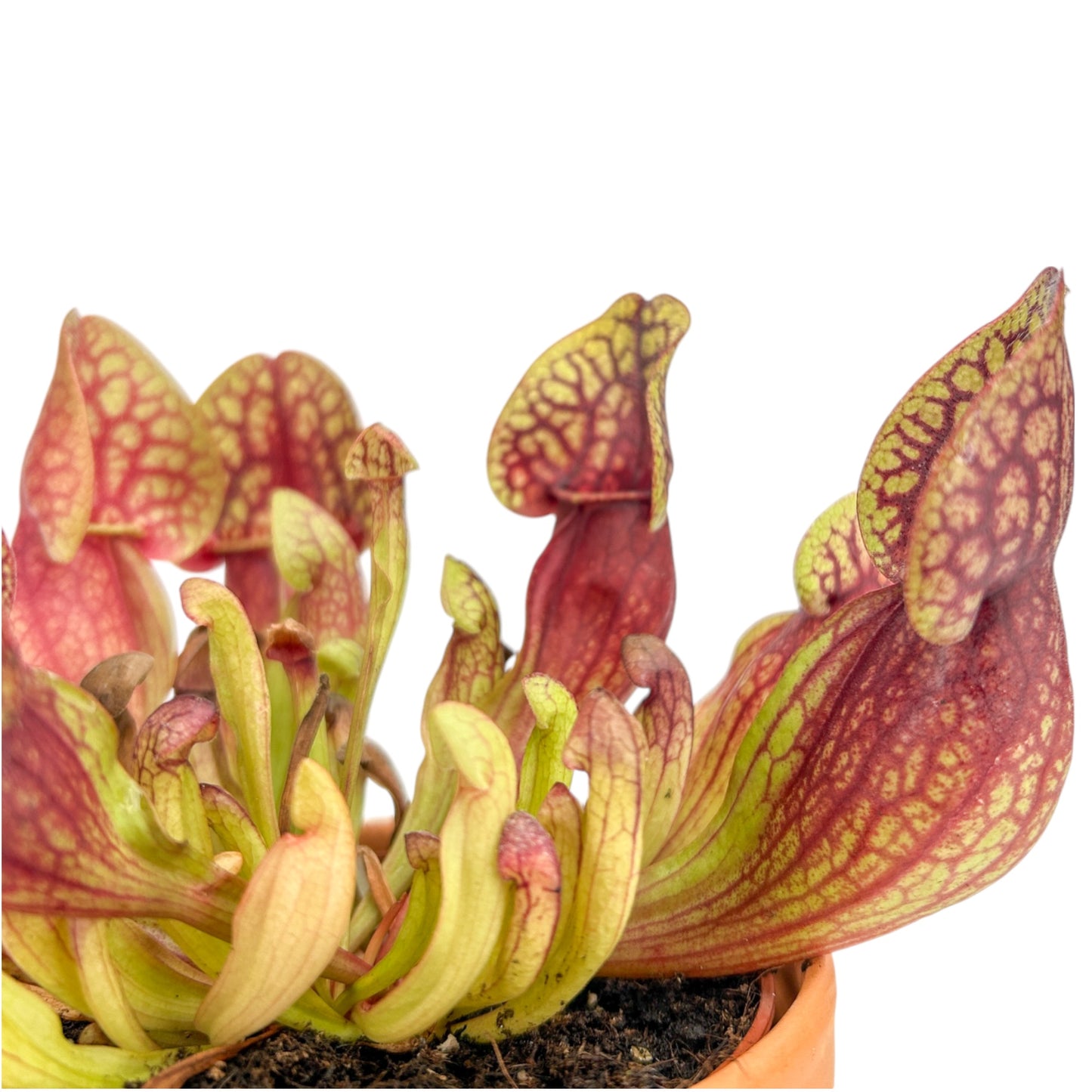 Carnivorous 8.5cm Sarracenia Mix in Terracotta - Carnivorous The Horti House