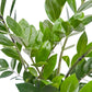Zamioculcas 17cm Zamiifolia - Green Plant The Horti House