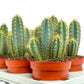 Cacti 12cm Pilosocereus Azureus - Cacti The Horti House