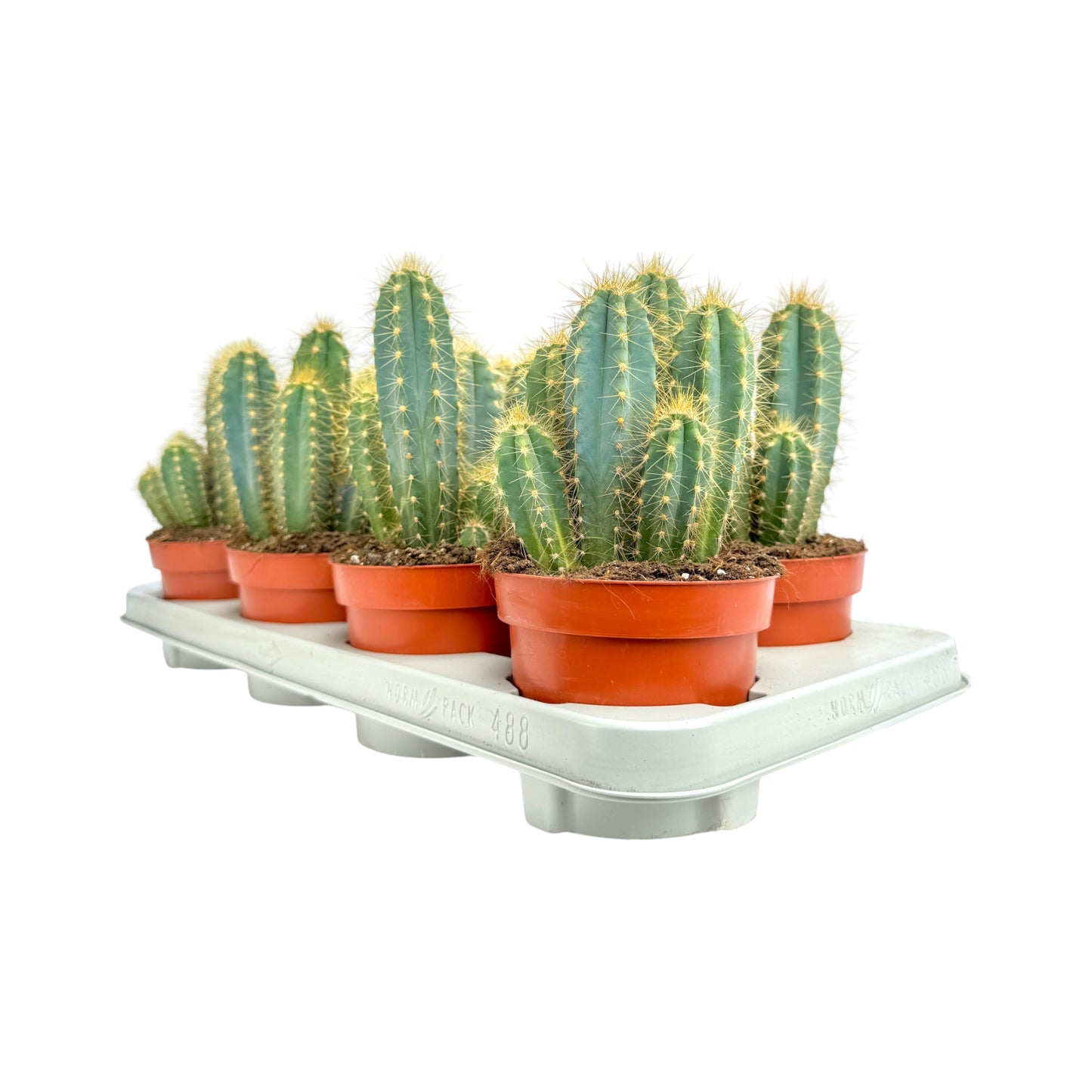 Cacti 12cm Pilosocereus Azureus - Cacti The Horti House